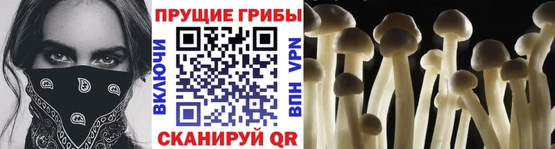 Псилоцибиновые грибы MAGIC MUSHROOMS  Купить закладки  Белокуриха 